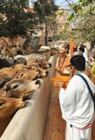 Krishna Janma Bhoomi Darshan (20 March 2025)